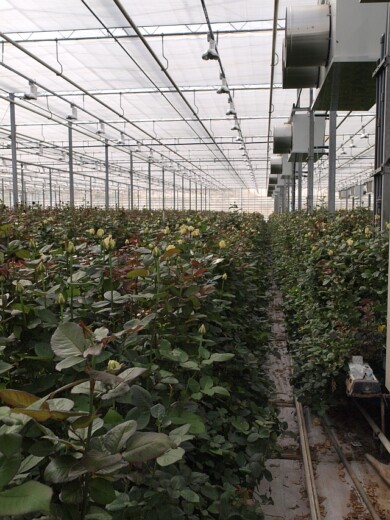 Floryści, właściciele kwiaciarń i hurtowni roślin ozdobnych zwiedzają gospodarstwo JMP Flowers w towarzystwie jego współwłaściciela