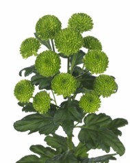 chryzantema odmiany Country, zielone chryzantemy