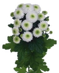 chryzantema Ferry, białe chryzantemy