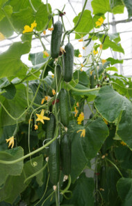 Owoce ogórka odmiany Pacto F1