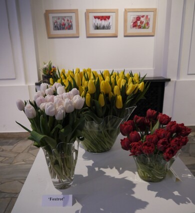Tulipany