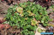 Heuchera ‘Pruhoniciana’
