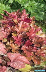 Heuchera ‘Red Fury’