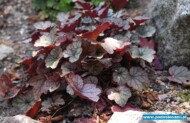 Heuchera ‘Silver Scrolls’
