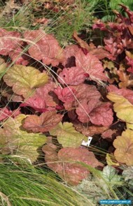 Heuchera ‘Amber Lady’