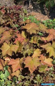 Heuchera ‘Arella’