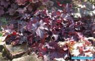 Heuchera ‘Blackberry Jam’