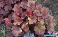 Heuchera ‘Cherry Cola’