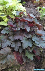 Heuchera ‘Dark Anna’