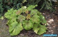 Heuchera ‘Delta Dawn’