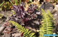 Heuchera ‘Licorice’