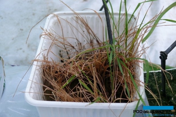 Aphibank - na roślinach pszenicy bytuje mszyca czeremchowo-zbożowa, stanowiąca początkowo pokarm dla pożytecznych organizmów (Aphidoletes aphidymyza) wykorzystywanych w zwalczaniu mszyc w uprawie ogórka