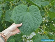 odmiana ogórka typu mini chaikovskiy rz