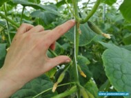 odmiana typu mini chaikovskiy rz