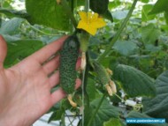 odmiana chaikovskiy rz