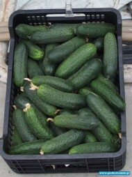 odmiana chaikovskiy rz