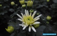 Chryzantema odmiany 'Inuit'