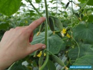 ogórek typu mini kybria rz