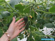 odmiana typu mini lenara