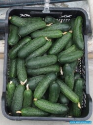 owoce odmiany lenara