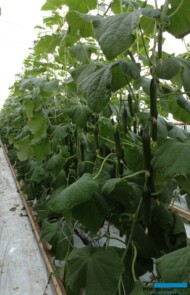 Ogórek DR8986CB w gospodarstwie Stanisława Bajona we Włoszakowicach. Doskonale plonująca nowa odmiana ogórka półdługiego – wyrównane owoce, rośliny stawiane na otwory 17.02.14, siew 18.01.14 (zdjęcie z 26.03.2014 r.).