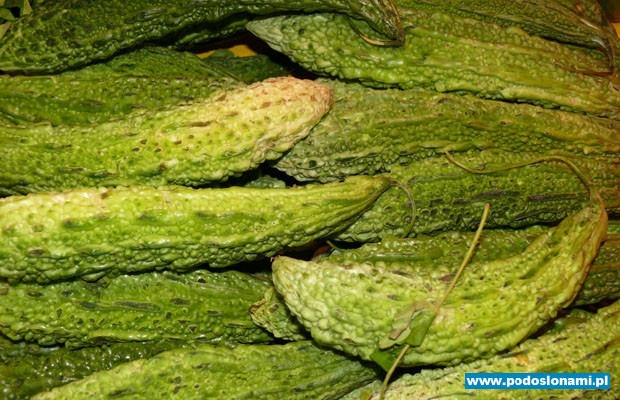 przepękla ogórkowata, mało znane warzywo dyniowate