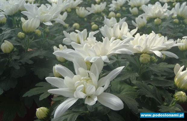 Chryzantema 'Mount Gerlach'