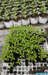 Pikowanie papryki - siewki odmiany Yecla w wielodoniczce, w substracie z firmy Hollas, rośliny są pikowane w cylindry wypełnione substratem z firmy Novarbo, Gaj Koniemłocki