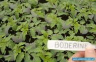 Rozsada pomidora Boderine w gospodarstwie Mieczysława Borka w Gaju Koniemłockim