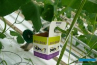 Pudełko do introdukcji entomofagów, Biobest