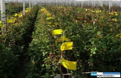 Żółte tablice lepowe (fot. A. Cecot)