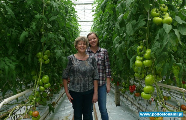 Pomidor Foronti F1 w szkarni Urszuli Rychter