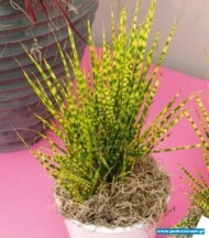 Miscanthus sinensis ‘Gold Bar’