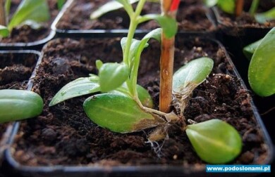 Strzępki i sklerocja Sclerotium rolfsii na porażonej eustomie i na podłożu (fot.L.Orlikowski)