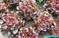 Gourmandine odmiana dębolistna