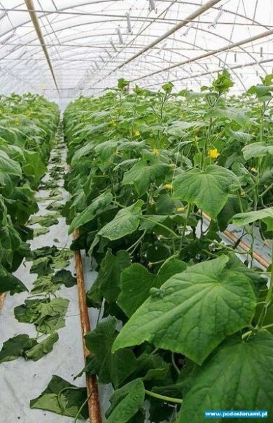 Ogórki uprawiane w tunelach prowadzone są w podobnym systemie jak pomidory