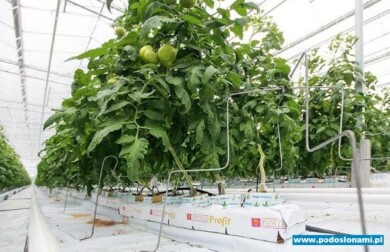 Pomidory uprawia sięna matach podłoża kokosowego, wzdłuż rzędów ustawiono podpórki podtrzymujące pędy