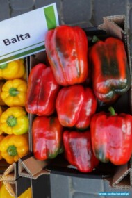 Balta F1