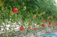 pomidor malinowy T110306