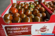 pomidory Kumato®