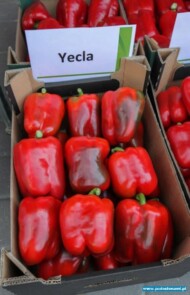 papryka Yecla F1