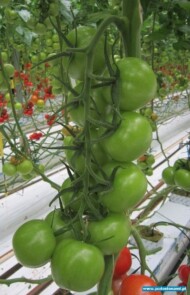 pomidory średnioowocowe