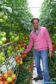 uprawa odmiany Merlice F1 w Holandii