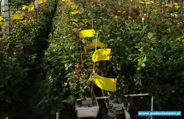 Żółte tablice lepowe