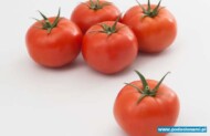 Pomidor Edamso F1