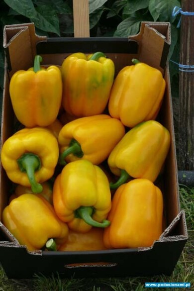 Papryka Sollie F1