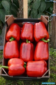 papryka Cardinal F1