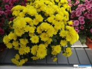 Chryzantema 'Bologne Yellow'