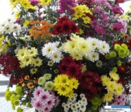 chryzantemy