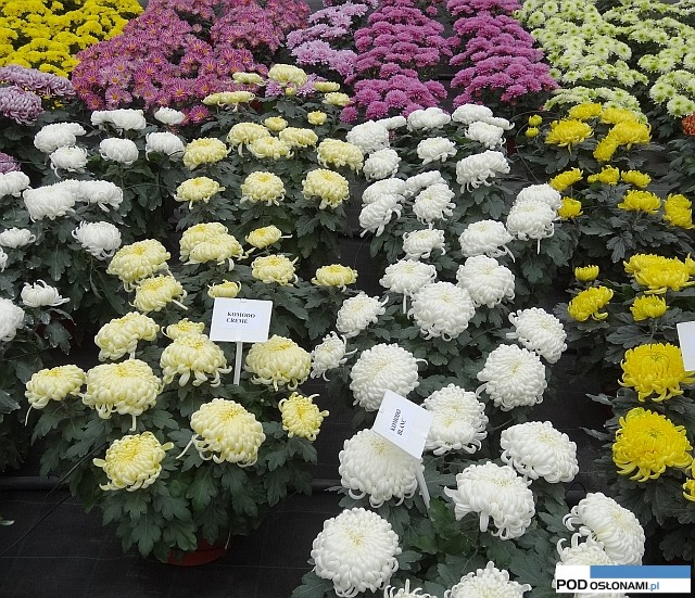 chryzantemy